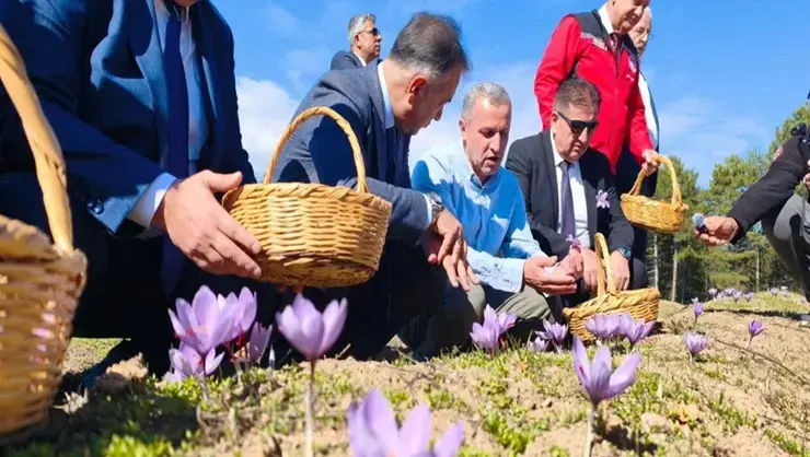 Safranbolu’da Hasat Başladı! Kilo Fiyatı Gram Altını Solladı