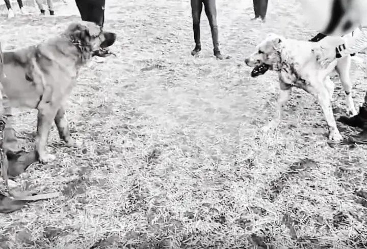 Kayseri'de köpek dövüştüren 8 kişiye gözaltı