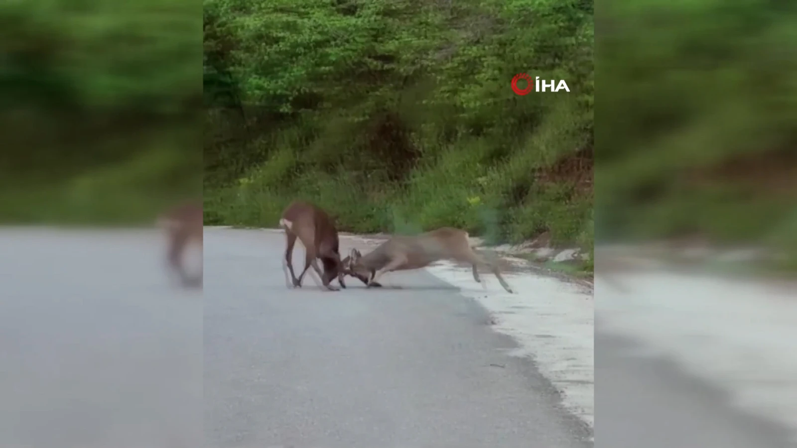 Önce inatlaştılar sonra birbirilerini ittirdiler: Karacaların ısrarlı kavgası
