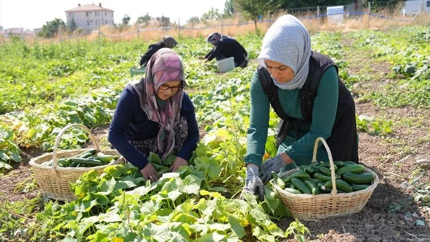 Türkiye'nin "yeşil altını" Çubuk turşusu 45 çeşidiyle dünya lezzetleri arasında