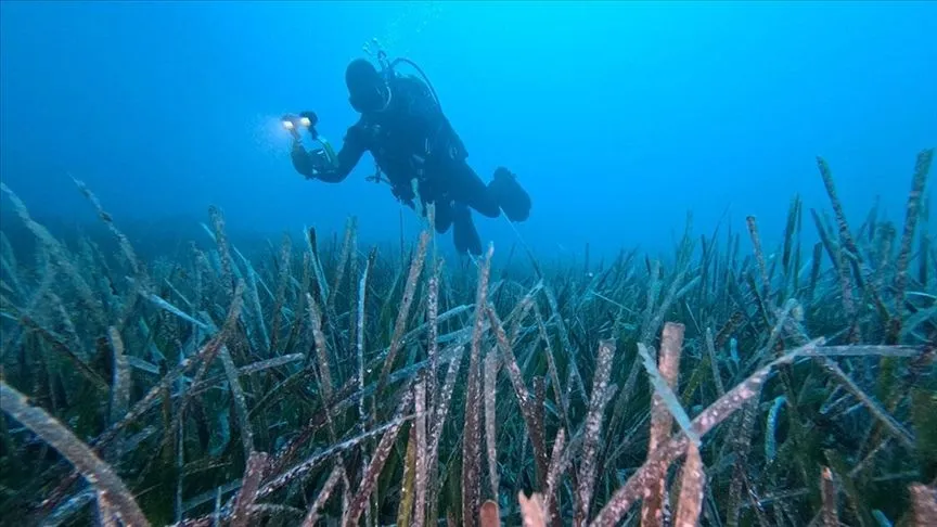 Göcek'te ekilen 10 bin deniz çayırının yüzde 70'i hayatta kaldı