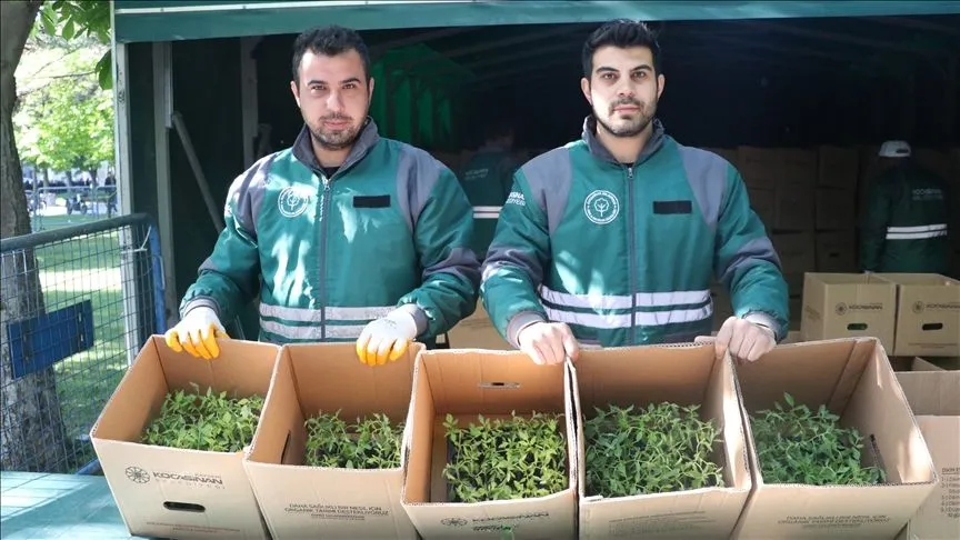 Kayseri'de üreticilere 550 bin organik domates fidesi dağıtıldı