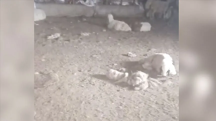 Şanlıurfa'da başıboş köpeklerin saldırdığı 29 kuzu telef oldu