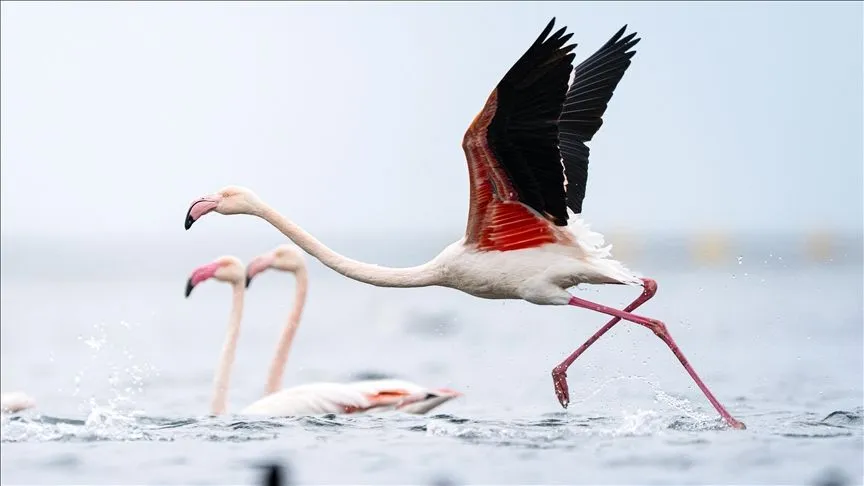 Kocaeli Körfezi flamingolara ev sahipliği yapıyor