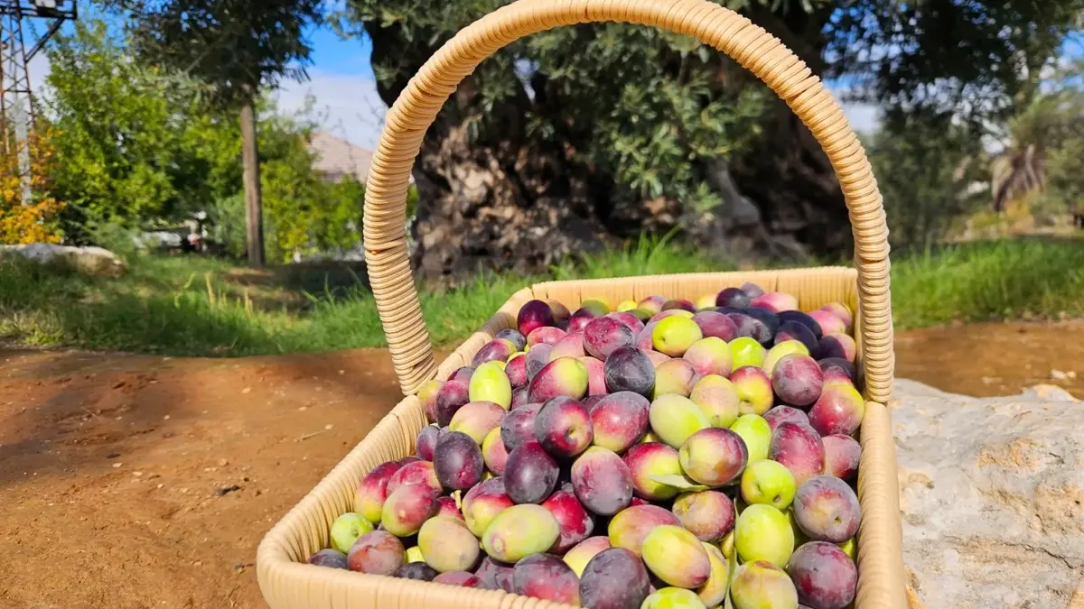Bir Adedi Bile Çok Kıymetli! 1200 Yıllık Ağacın Mahsülüne Talep Çok