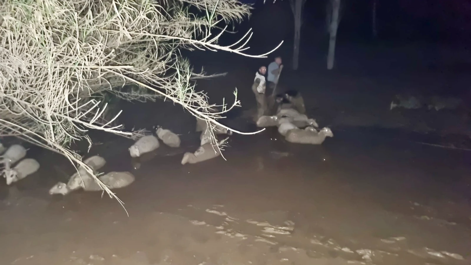 Muğla'da çamura saplanan 30 koyun kurtarıldı, iki koyun öldü