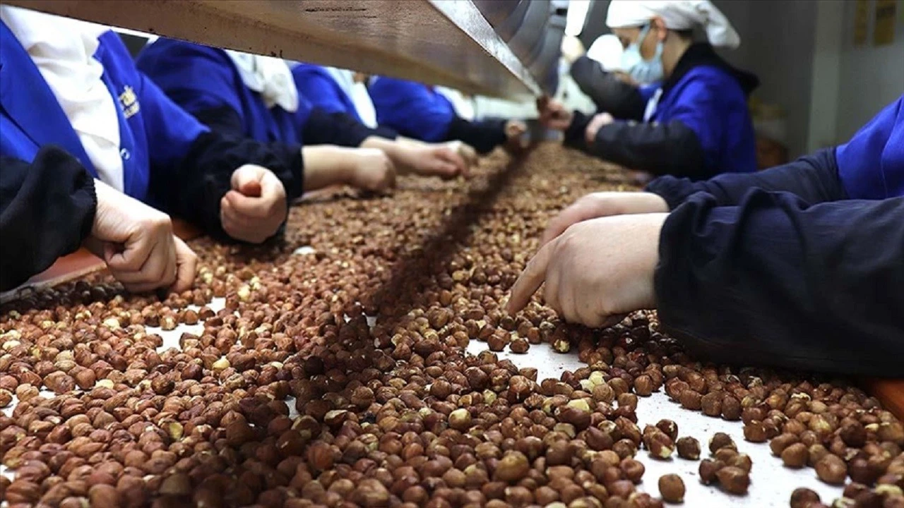 Türkiye'nin fındık ihracat geliri 2,5 milyar doları geçti