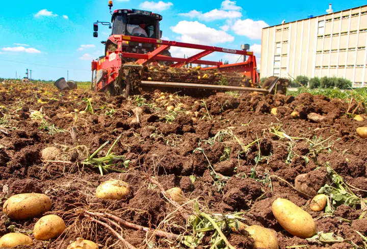 Adana’da patates hasadı; tarlada kilosu 20 TL'ye düştü