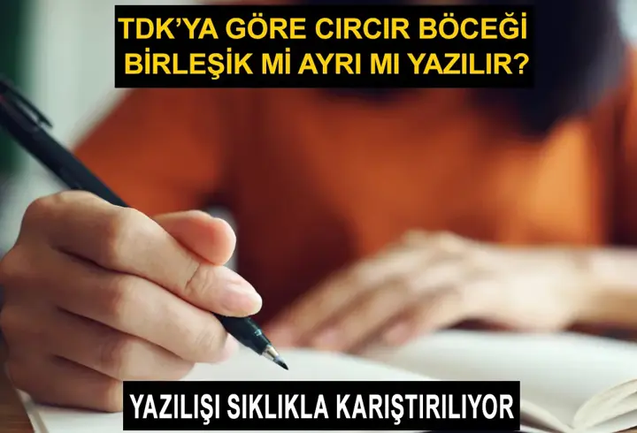 Cırcır böceği nasıl yazılır? TDK cırcır böceği birleşik mi, ayrı mı?