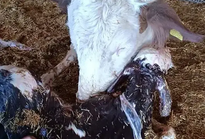 Kayseri’de yeni doğan buzağı ile annenin kavuşması kamerada