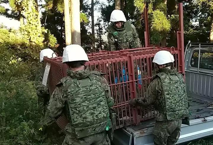 Ayı saldırılarında ölümler artınca, asker gönderildi! Japonya'da alarm...