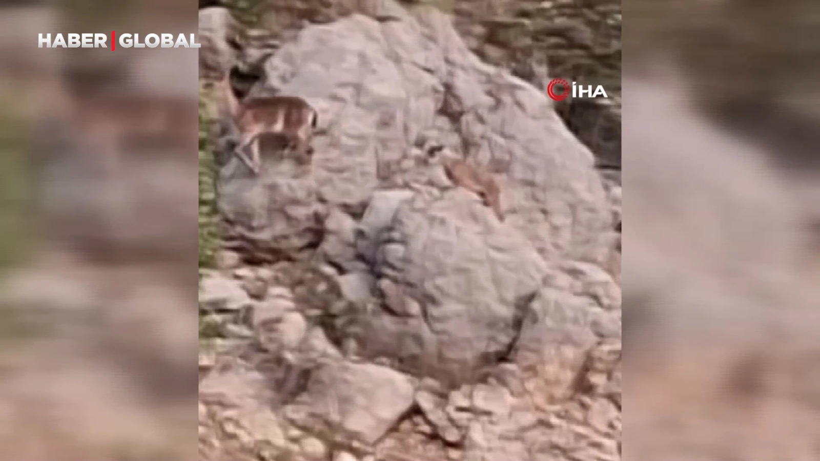 Yaban keçileri yangın sebebiyle doğal yaşam alanlarından kaçarken görüntülendi