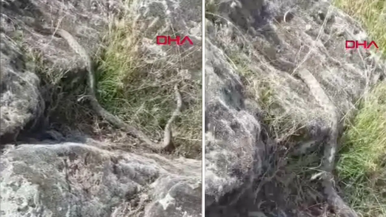 Aksaray'da Doğa Yürüyüşünde 3 Metrelik Dev Yılanla Karşılaştı: O Anlar Kamerada