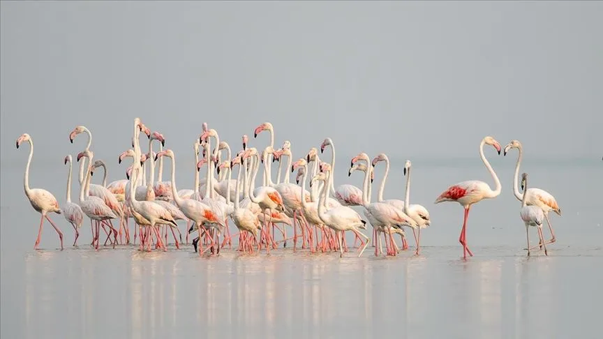Adana'daki Akyatan Lagünü flamingolarla renklendi