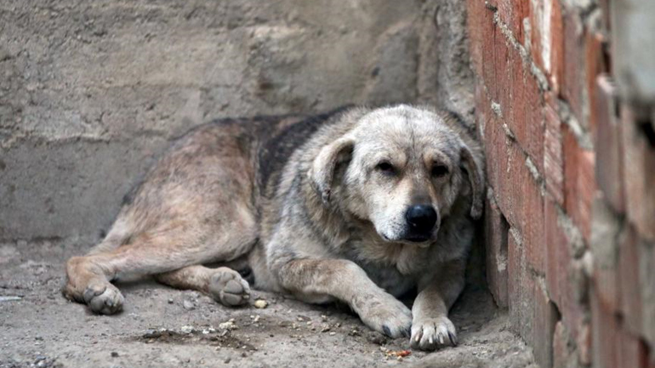 Bakan Yumaklı'dan önemli sahipsiz köpek açıklaması!