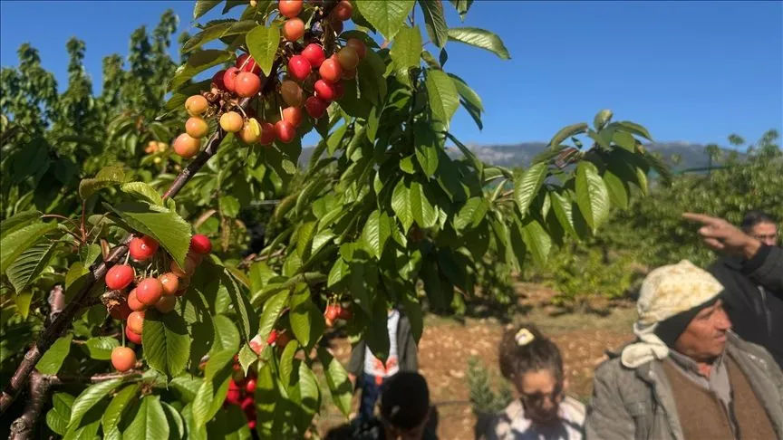 Erkenci kiraz üretim merkezi Manisa'da sezonun ilk hasadı yapıldı
