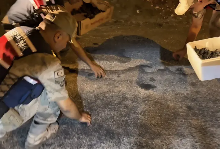 Hatay’da yönünü kaybeden yeşil deniz kaplumbağalarını jandarma denize ulaştırdı