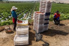 Peru, devasa çölü nasıl büyük bir tarım merkezine dönüştürebildi?