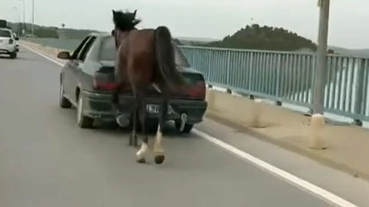 Atı otomobile bağlayarak trafiğe çıktı, cezası kesildi