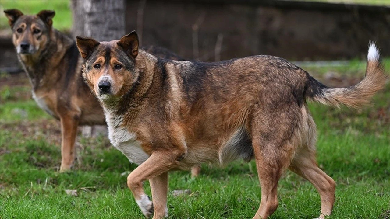 Kayseri'de köpek dövüşüne suçüstü baskın: 120 bin lira ceza kesildi
