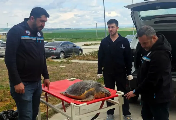 Tekirdağ'da balıkçıların ağına ölü caretta takıldı