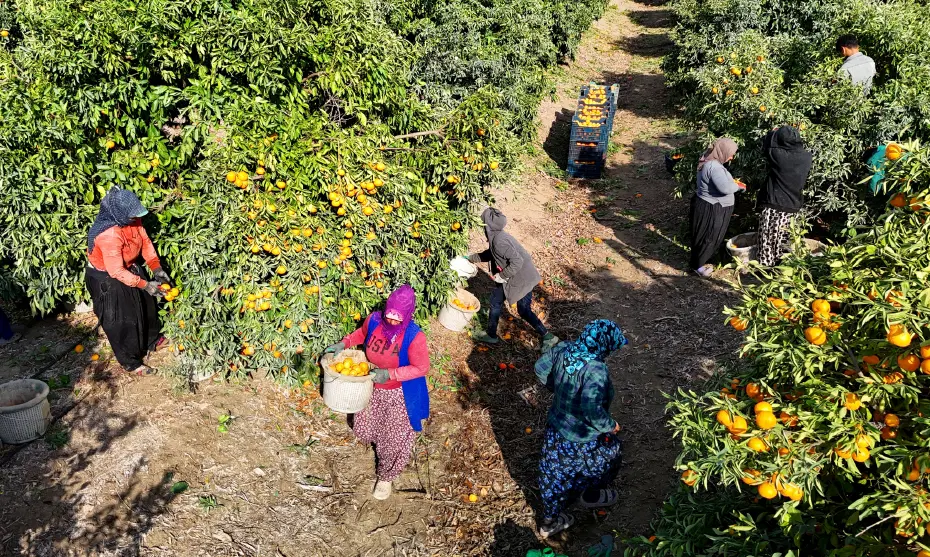 Hepsi dalında kaldı: 1 kilosu 3 liraya kadar düştü