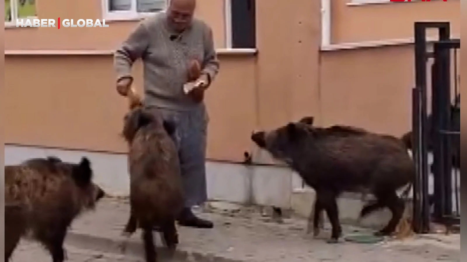 Sürü halinde dolaşan yaban domuzlarını ekmekle besleyen vatandaş şaşırttı