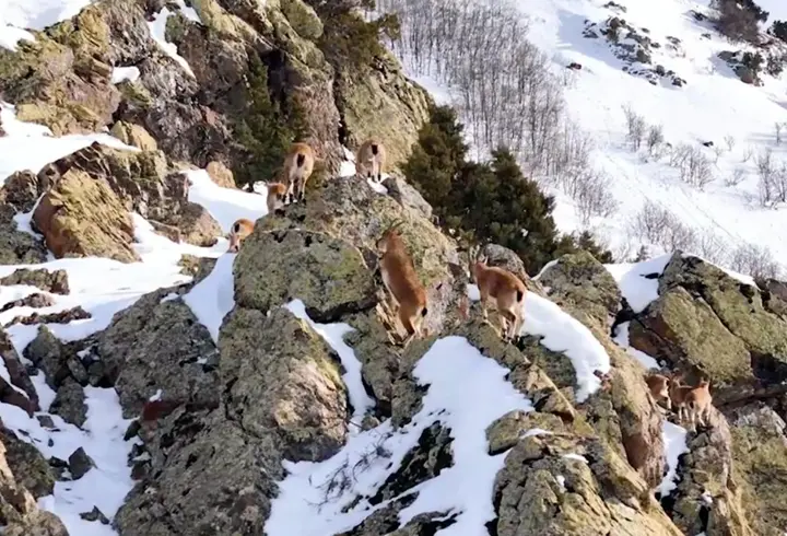 Munzur Dağları’nda sürü halindeki dağ keçileri dronla görüntülendi