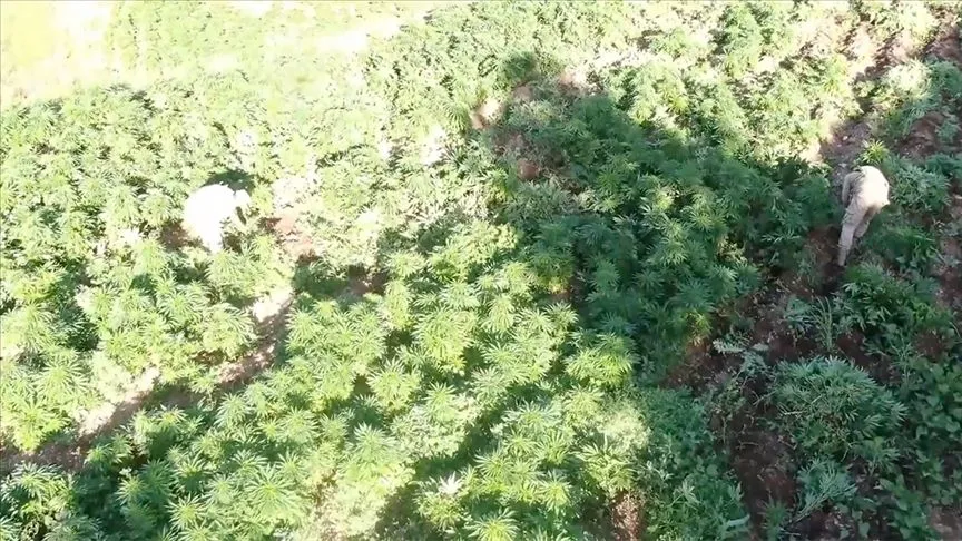 Diyarbakır'da 3 milyon 476 bin kök kenevir ve skunk ele geçirildi