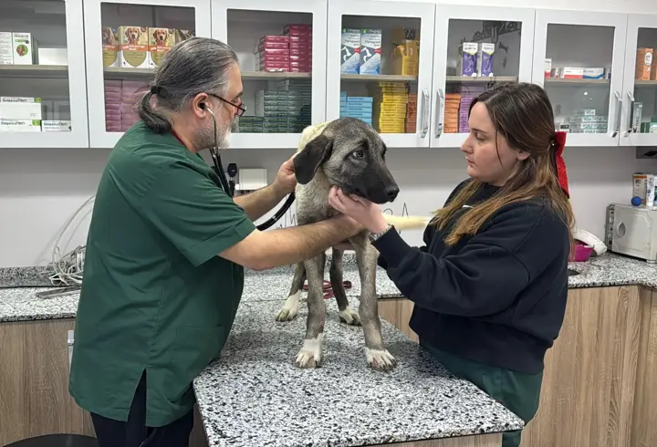 Ordu’da 10 gün içerisinde 3 sokak köpeği ‘domuz kurşunu’ ile vuruldu