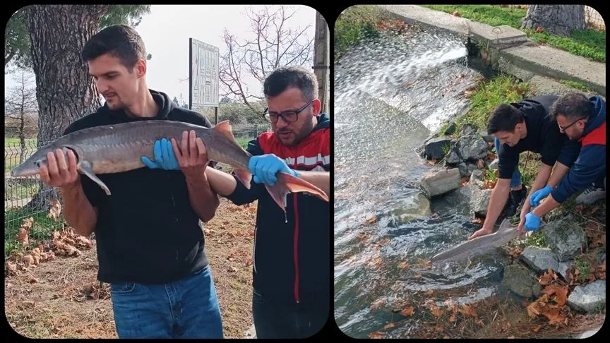 Meriç Nehri'nde yakalanan mersin balığı koruma altına alındı