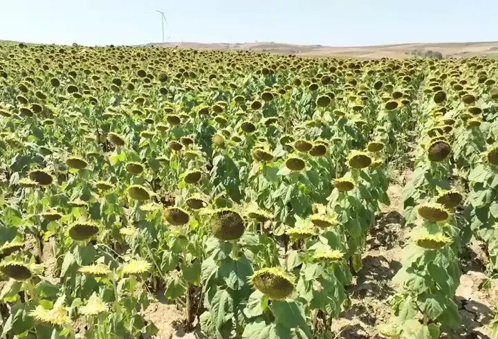Ayçiçeği tarlalarında son durum ne? ''Dönümden yaklaşık 100 kilogram kayıp var''