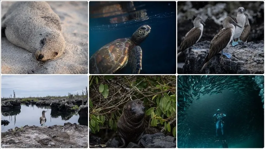 Bitki, hayvan ve deniz araştırmacılarının ilgi odağı: Galapagos Adaları