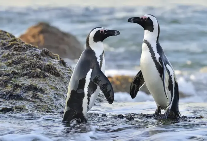 Besin Zinciri Çöktü: 62 Bin Penguen Açlıktan Öldü!