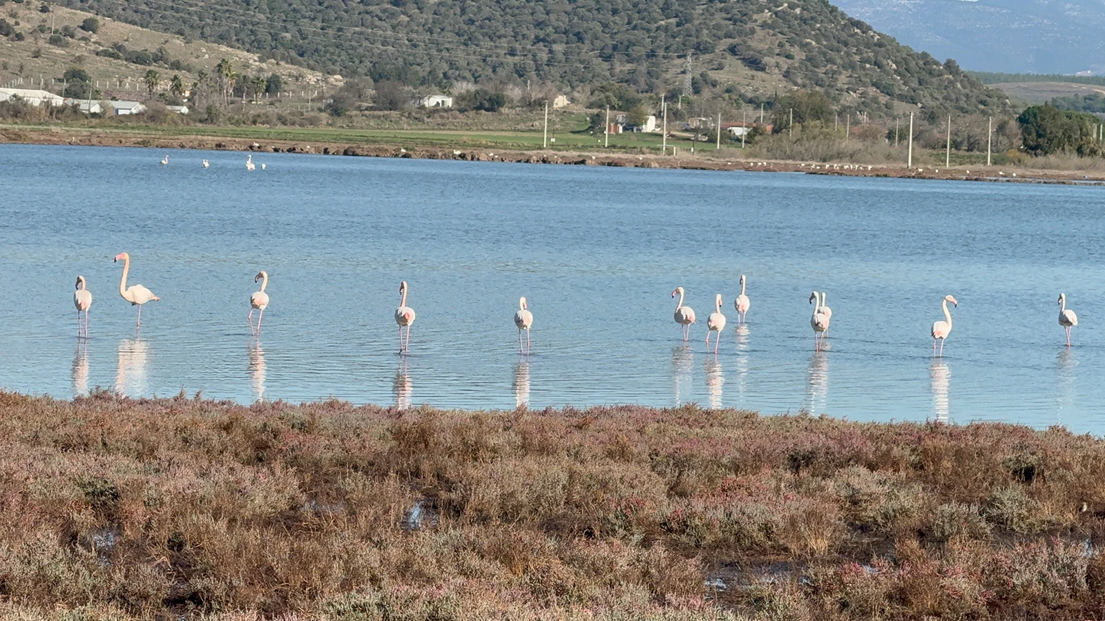 Muğla'daki Tuzla Sulak Alanı'nda renkli ziyaretçiler