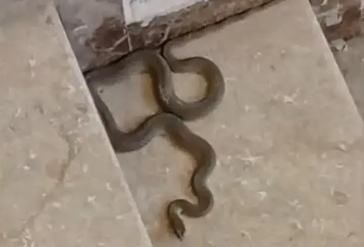 Gören şoke oldu! Apartmanda yılan paniği