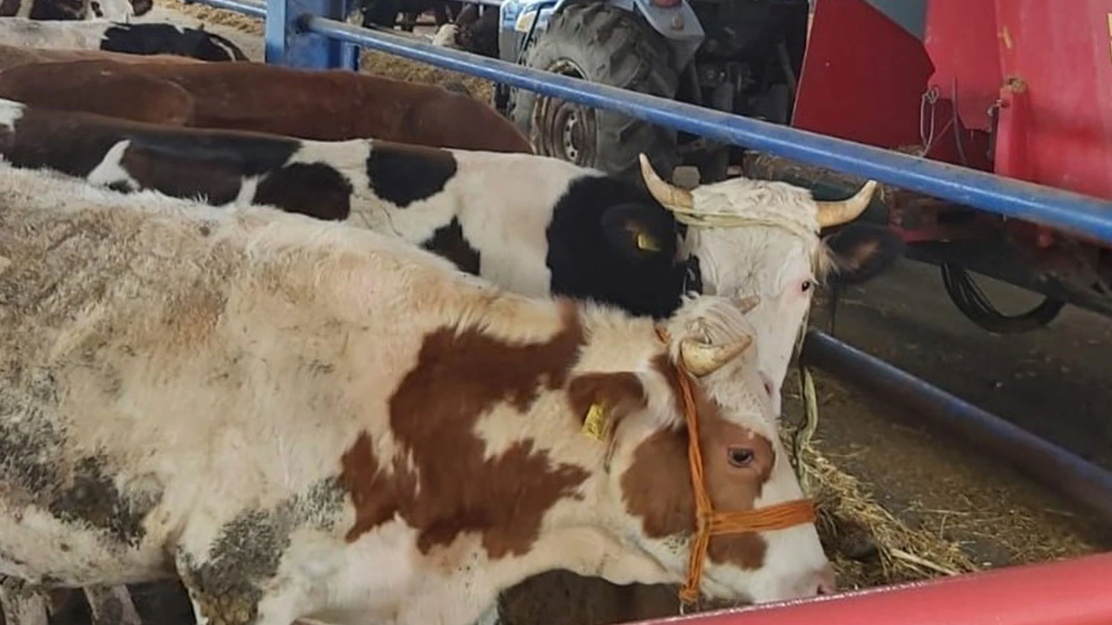 8 mahallede şap alarmı: İkinci bir duyuruya kadar yasaklandı