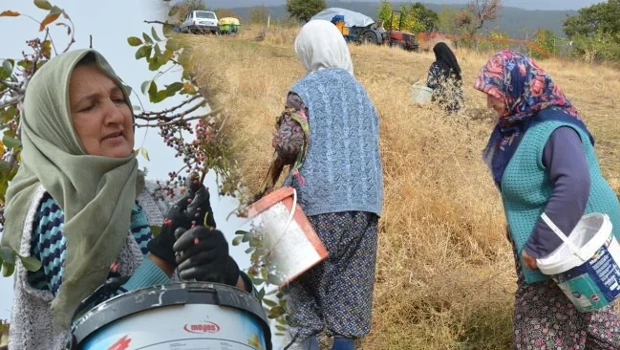 Dağlarda Kendiliğinden Yetişiyor: 78 Yaşındaki Nine Yıllardır Topluyor! 'Bol Olduğu İçin Kendimiz Yemeyip Satıyoruz'