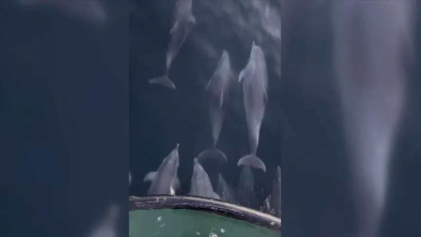 Samsun'da balıkçı teknesine eşlik eden yunuslar kamerada
