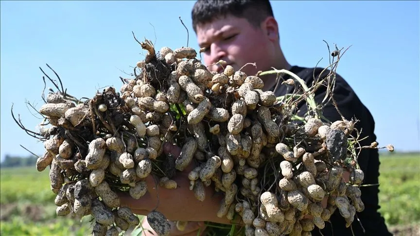 Osmaniye'nin tescilli yer fıstığında hasat mesaisi başladı