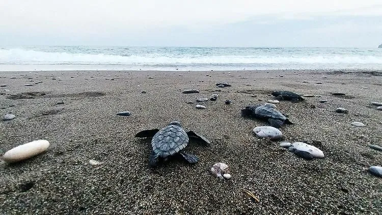İztuzu sahilinde 30 bin yavru caretta caretta mavi sularla buluştu