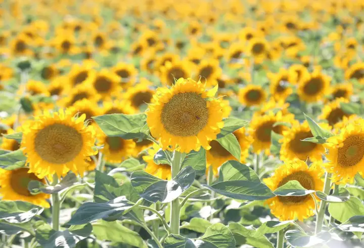 Aksaray'dan Avrupa ve Japonya'ya 500 ton ayçiçeği balı ihracatı
