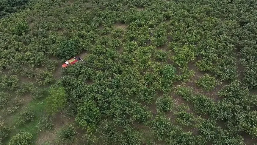 Hasat döneminde çocuklarda nefes borusuna fındık kaçma riski artıyor