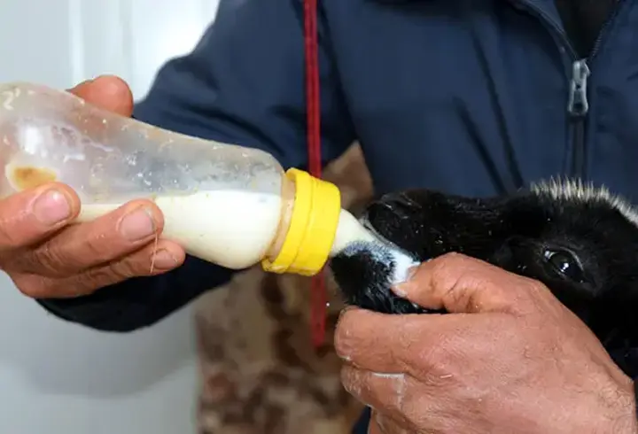 Annesi ölen 20 günlük kuzuyu evinde biberonla besliyor