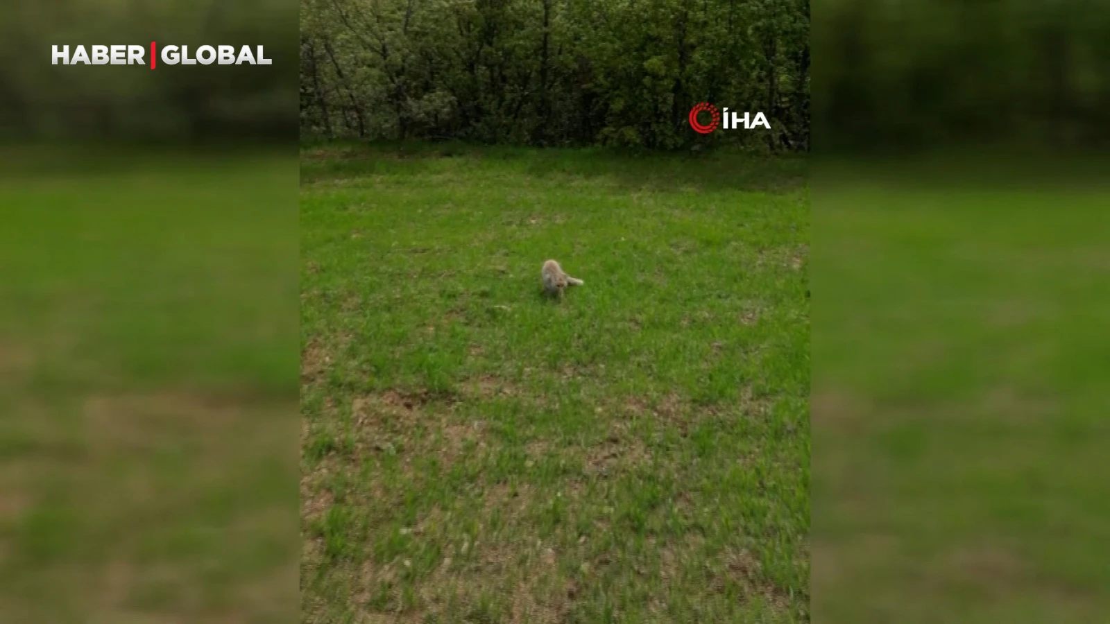 Tilkinin dronla imtihanı sosyal medyada büyük ilgi gördü