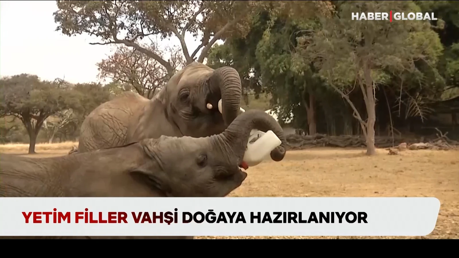 Yetim yavru filler vahşi doğaya hazırlanıyor