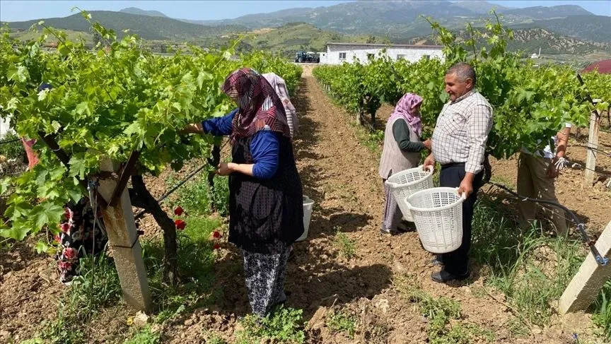 Manisa'da asma yaprağı üzüm üreticisine ek gelir sağlıyor