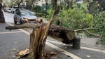 Erdek’te Fırtına Ağacı Devirdi: Yol Ve Kaldırım Kapandı