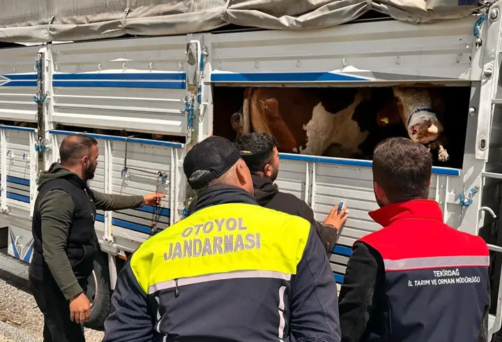 Tekirdağ'a kaçak hayvan getiren besiciye 105 bin lira ceza