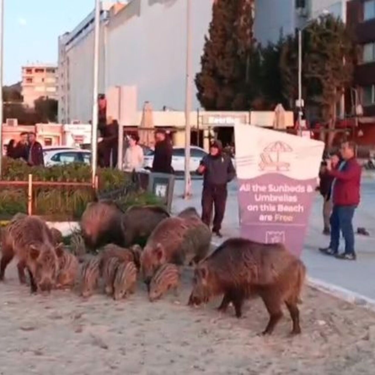"Yaban domuzlarını elle beslemeyin" uyarısı!